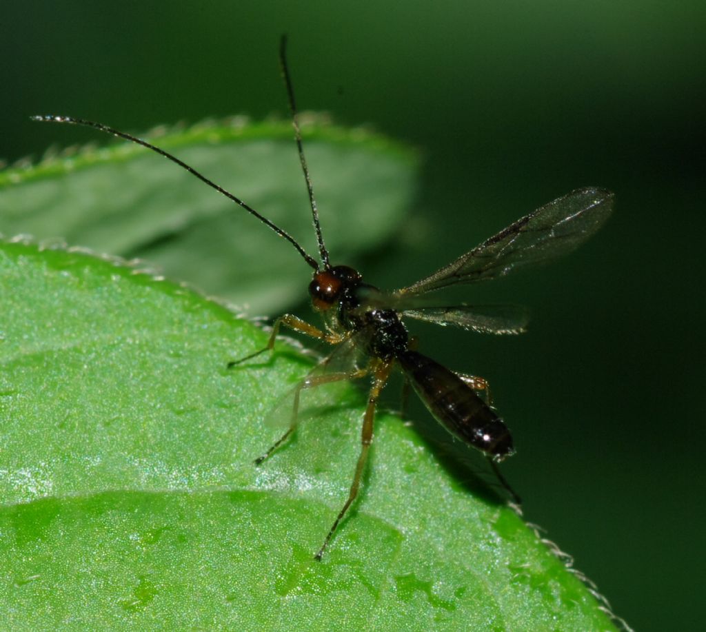 Imenottero 2 (Braconidae?)